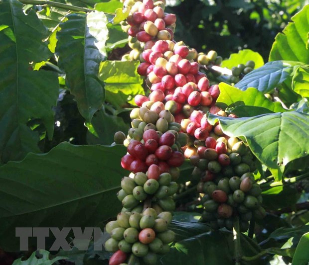 越南大米和咖啡价格保持增长势头 ảnh 2 越南大米和咖啡价格保持增长势头 ảnh 2