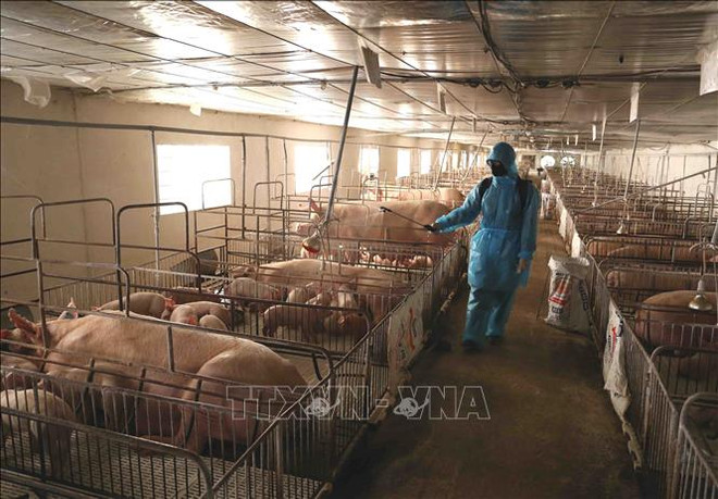 越南需要近2290亿越盾开展非洲猪瘟疫情防控工作 ảnh 1 越南需要近2290亿越盾开展非洲猪瘟疫情防控工作 ảnh 1