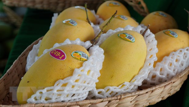 同塔省采取措施改进生产 提高芒果价值链 ảnh 1 同塔省采取措施改进生产 提高芒果价值链 ảnh 1