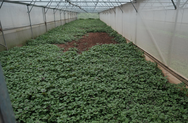 河内市两个合作社的典型范例 ảnh 2 河内市两个合作社的典型范例 ảnh 2