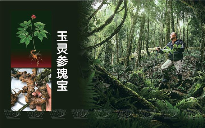 玉灵参瑰宝 ảnh 1 玉灵参瑰宝 ảnh 1