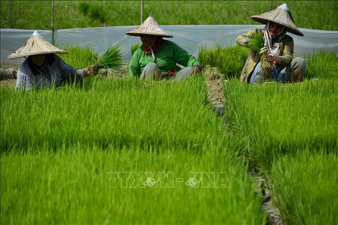 印度尼西亚制定应对全球粮食危机战略 ảnh 1 印度尼西亚制定应对全球粮食危机战略 ảnh 1
