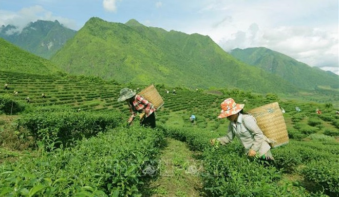 越南茶叶出口居世界第五 ảnh 1 越南茶叶出口居世界第五 ảnh 1