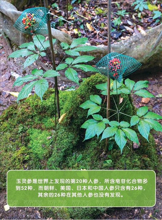玉灵参瑰宝 ảnh 2 玉灵参瑰宝 ảnh 2