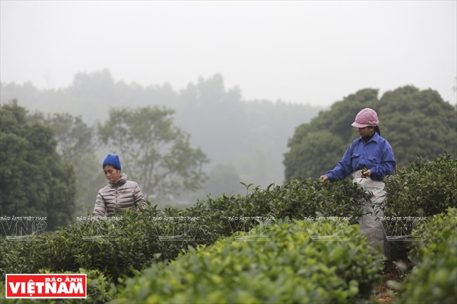 越南茶叶出口居世界第五 ảnh 2 越南茶叶出口居世界第五 ảnh 2