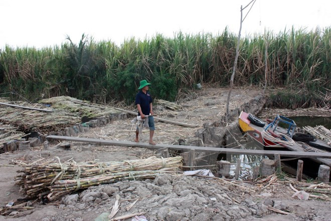 世行协助越南九龙江平原提升应对气候变化能力 ảnh 1 世行协助越南九龙江平原提升应对气候变化能力 ảnh 1