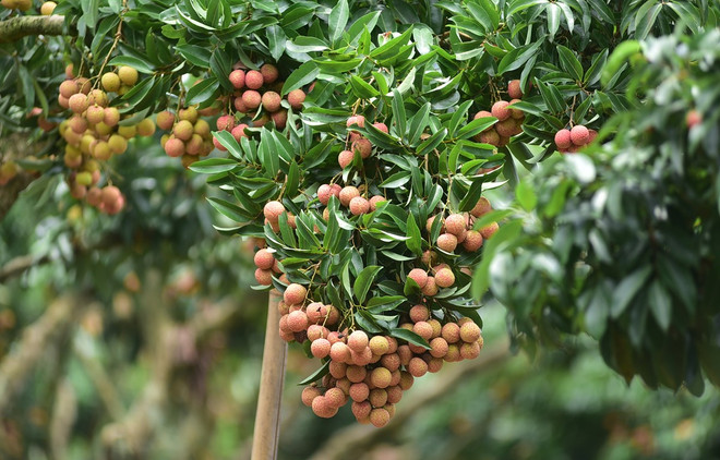 “北江荔枝”促销战略与越南农产品推广战略 ảnh 1