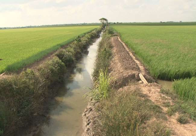 气候干旱与海水入侵给越南多地造成严重影响 ảnh 2