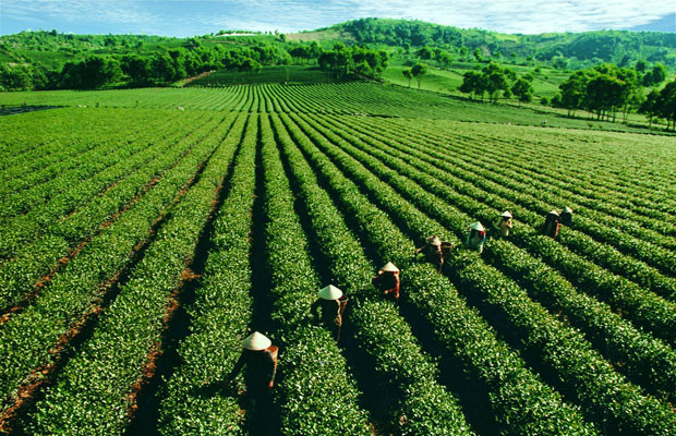 河江省力争使茶树成为尖端农作物 ảnh 1