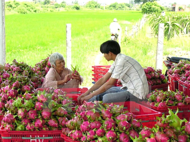 2016年越南力争实现出口总额增长10%的目标 ảnh 1 2016年越南力争实现出口总额增长10%的目标 ảnh 1
