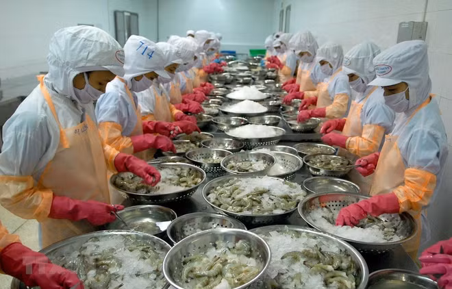 越南水产品对阿尔及利亚的出口潜力巨大 ảnh 1
