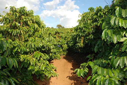 林同省优先做好促进农产品产销对接工作 ảnh 1 林同省优先做好促进农产品产销对接工作 ảnh 1