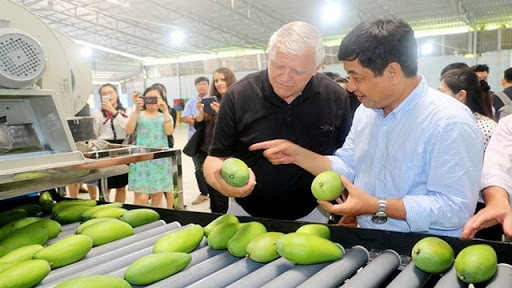 越南庆和省甘林县芒果恢复出口活动 ảnh 1 越南庆和省甘林县芒果恢复出口活动 ảnh 1