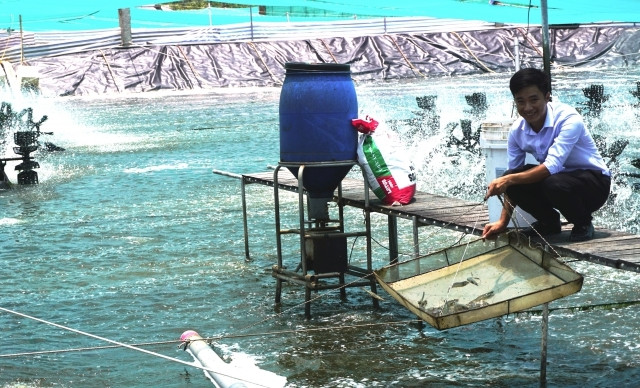 金瓯省力争实现虾产量增长8%的目标 ảnh 1 金瓯省力争实现虾产量增长8%的目标 ảnh 1