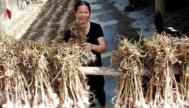 广平省“一乡一品”项目取得初步结果 助力提高农业和手工业产品质量 ảnh 1 广平省“一乡一品”项目取得初步结果 助力提高农业和手工业产品质量 ảnh 1