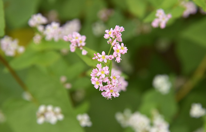 在首都河内欣赏荞麦花（组图） ảnh 7