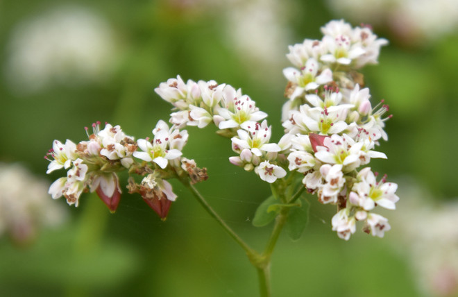在首都河内欣赏荞麦花（组图） ảnh 8