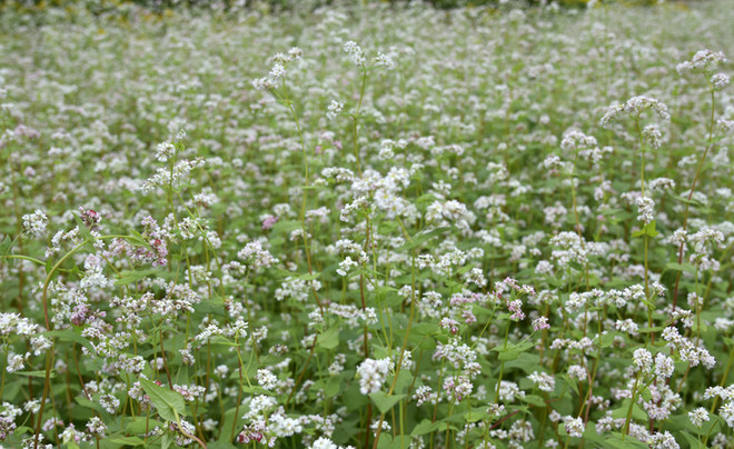 在首都河内欣赏荞麦花（组图） ảnh 4