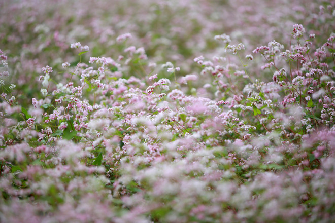 在首都河内欣赏荞麦花（组图） ảnh 9
