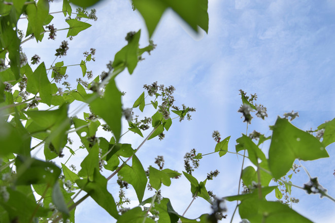 在首都河内欣赏荞麦花（组图） ảnh 10