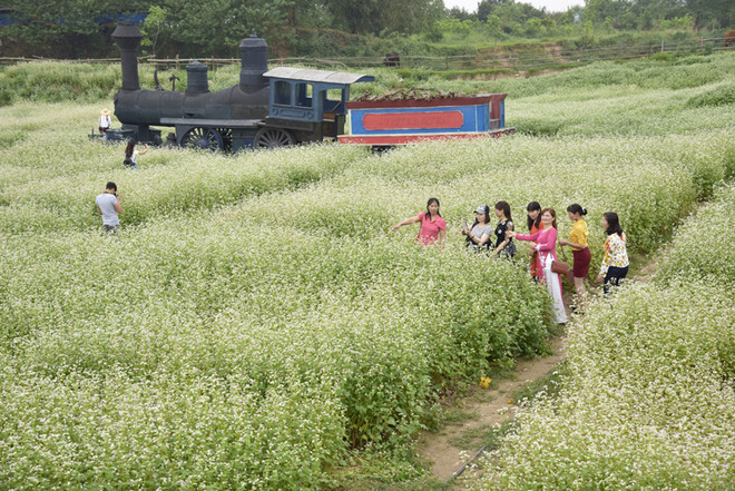 在首都河内欣赏荞麦花（组图） ảnh 6