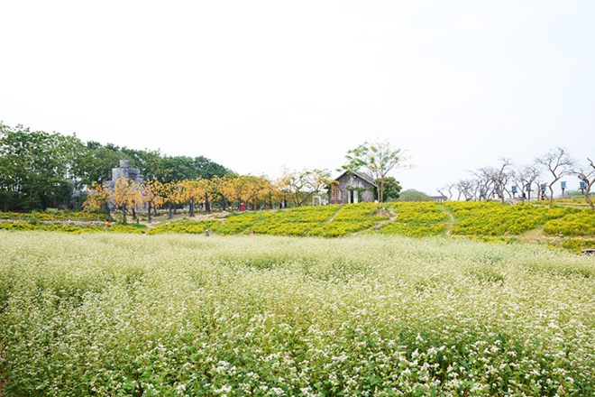 在首都河内欣赏荞麦花（组图） ảnh 1