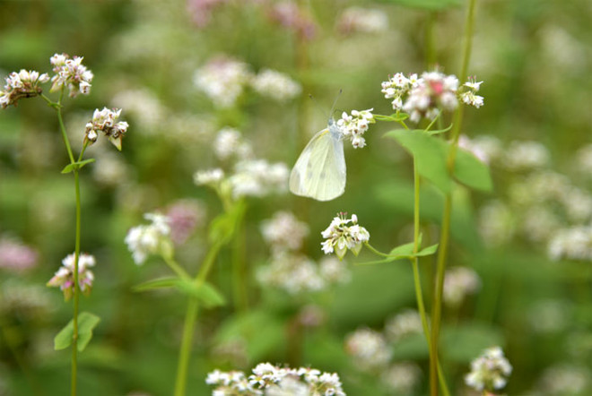 在首都河内欣赏荞麦花（组图） ảnh 5