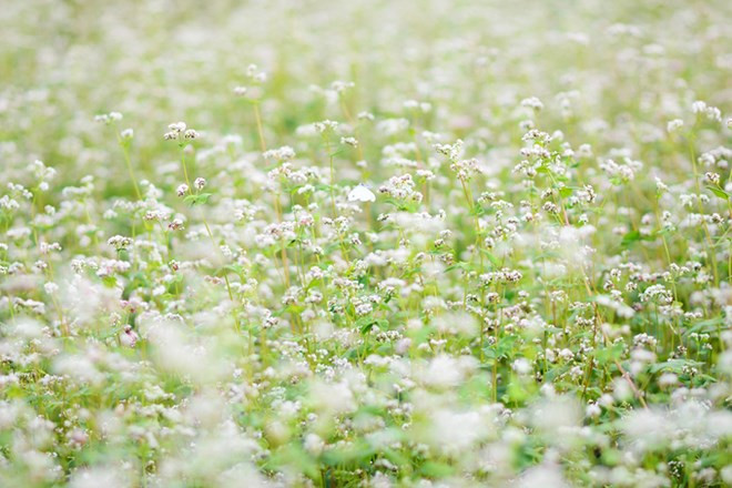 在首都河内欣赏荞麦花（组图） ảnh 2