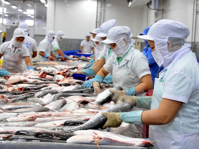 12家越南鲶鱼加工出口企业获得输美“通行证” ảnh 1 12家越南鲶鱼加工出口企业获得输美“通行证” ảnh 1