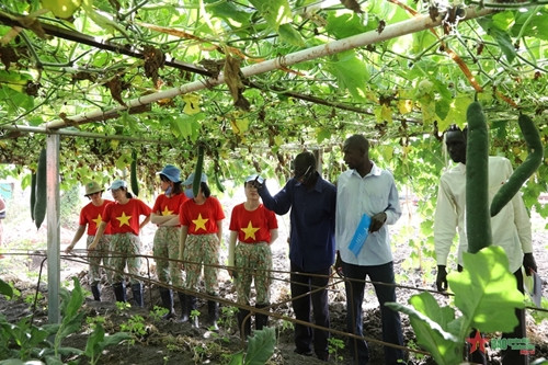 越南女军人帮助阿卜耶伊人民作农业 ảnh 2 越南女军人帮助阿卜耶伊人民作农业 ảnh 2