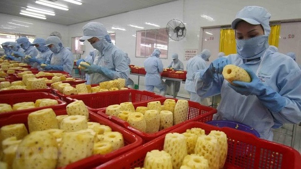 越南果蔬出口:市场空间大 质量要求高 ảnh 2 越南果蔬出口:市场空间大 质量要求高 ảnh 2