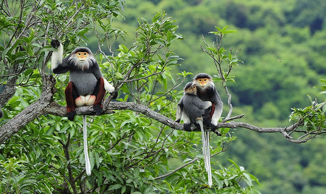 📝时评：加大执法力度 严打野生动物违法犯罪行为 ảnh 2