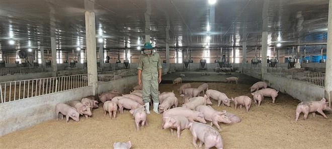 巴地头顿省大力将高科技应用于农场经济发展 ảnh 2