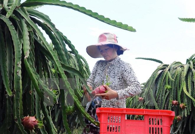 2018年农林水产品出口额将突破400亿美元大关 ảnh 1 2018年农林水产品出口额将突破400亿美元大关 ảnh 1