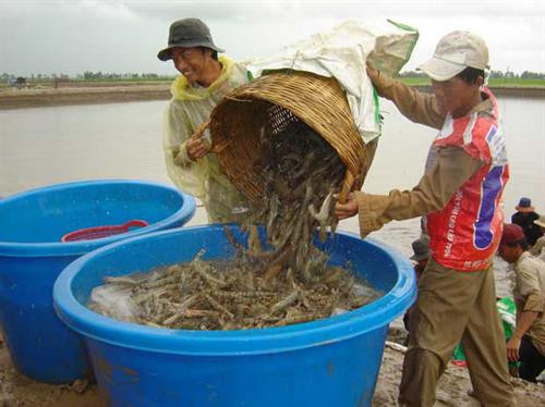 越南茶荣省将虾类养殖业发展成为拳头产业 ảnh 1 越南茶荣省将虾类养殖业发展成为拳头产业 ảnh 1