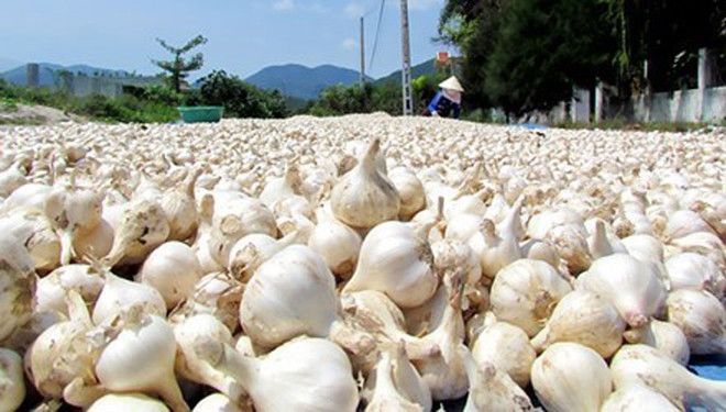 广义省李山岛大蒜品牌有待保护 ảnh 1 广义省李山岛大蒜品牌有待保护 ảnh 1