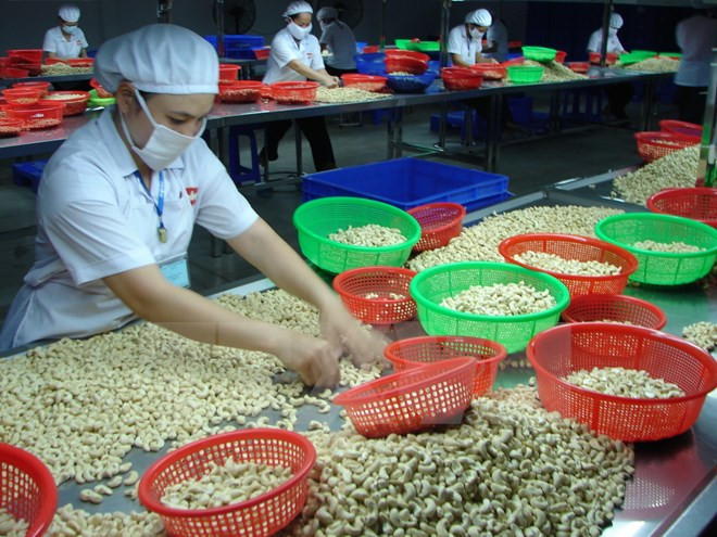 越南腰果加工和出口量独居世界第一 ảnh 1 越南腰果加工和出口量独居世界第一 ảnh 1
