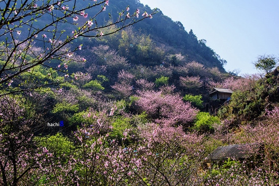 四季花开的木州高原 ảnh 2