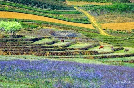 四季花开的木州高原 ảnh 1