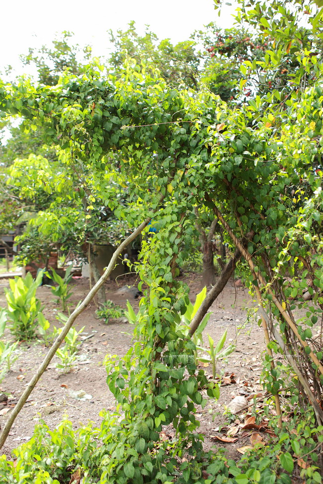 越南中部的传统菜肴:江叶酸鸡汤 ảnh 2 越南中部的传统菜肴:江叶酸鸡汤 ảnh 2