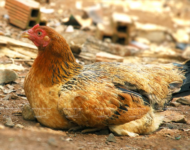 越南中部的传统菜肴:江叶酸鸡汤 ảnh 3 越南中部的传统菜肴:江叶酸鸡汤 ảnh 3