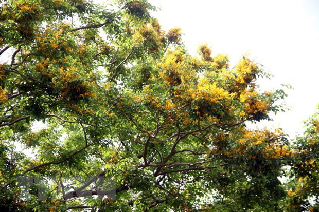 越南旅游:2022年广南省《三岐市黄花梨开花节》和2022年乂安省《炉门旅游节》拉开序幕 ảnh 1 越南旅游:2022年广南省《三岐市黄花梨开花节》和2022年乂安省《炉门旅游节》拉开序幕 ảnh 1