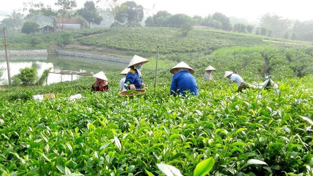 越南太原省保护和发展新疆特产茶叶种植区 ảnh 1 越南太原省保护和发展新疆特产茶叶种植区 ảnh 1