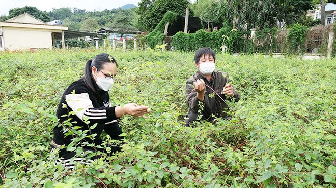 林冠下药用植物勾勒新的方向 ảnh 1 林冠下药用植物勾勒新的方向 ảnh 1