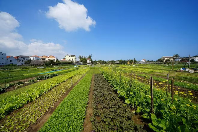 会安茶桂蔬菜种植业被列入国家级非物质文化遗产名录 ảnh 1