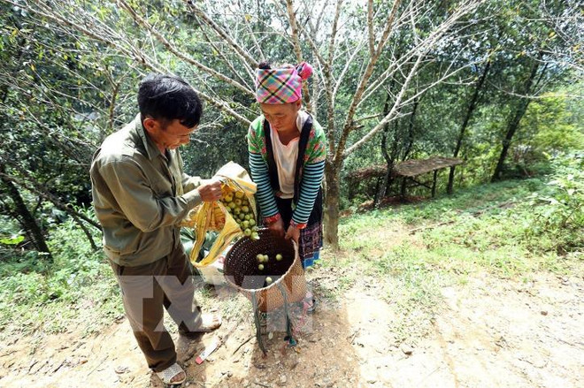深加工——奠边省锁情栘𣐿果种植业可持续发展的方向 ảnh 1 深加工——奠边省锁情栘𣐿果种植业可持续发展的方向 ảnh 1