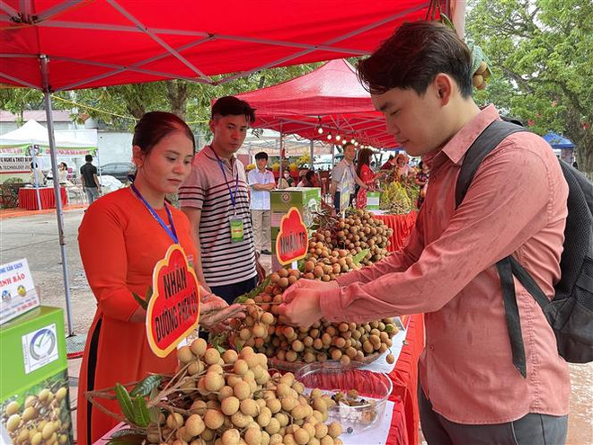 越南兴安拓宽龙眼和农产品的销售渠道 ảnh 2 越南兴安拓宽龙眼和农产品的销售渠道 ảnh 2