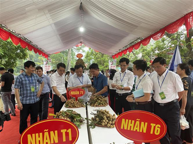 越南兴安拓宽龙眼和农产品的销售渠道 ảnh 1 越南兴安拓宽龙眼和农产品的销售渠道 ảnh 1