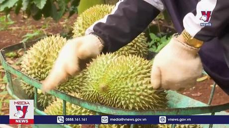 平福省为对华出口的榴莲做好筹备工作 ảnh 1 平福省为对华出口的榴莲做好筹备工作 ảnh 1