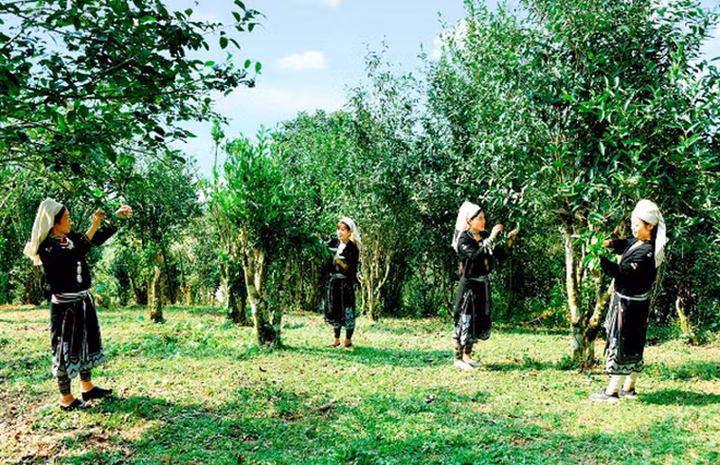 宣光省纳杭县的土特产--山雪茶 ảnh 1